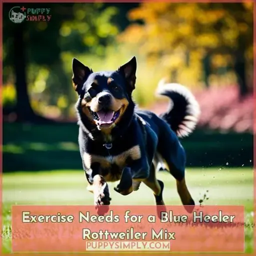 Exercise Needs for a Blue Heeler Rottweiler Mix