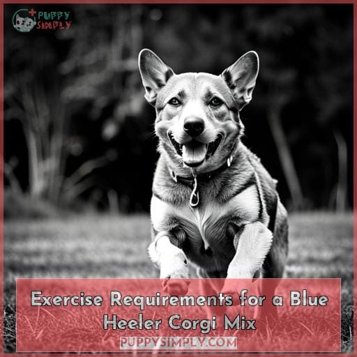 Exercise Requirements for a Blue Heeler Corgi Mix