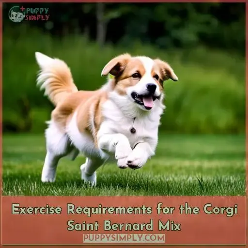 Exercise Requirements for the Corgi Saint Bernard Mix