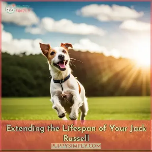 Extending the Lifespan of Your Jack Russell