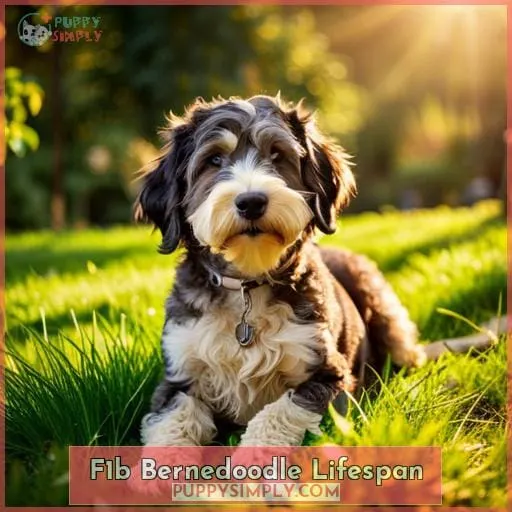 F1b Bernedoodle Lifespan