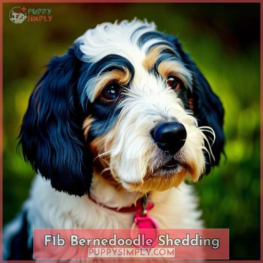 F1b Bernedoodle Shedding