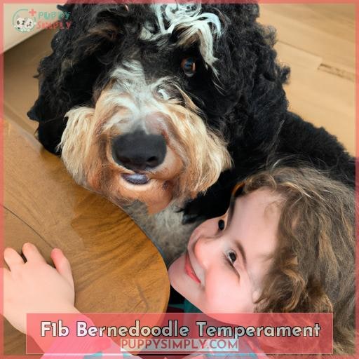 F1b Bernedoodle Temperament