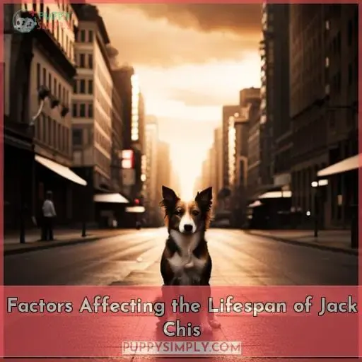 Factors Affecting the Lifespan of Jack Chis
