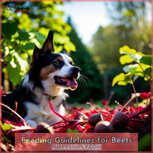 Feeding Guidelines for Beets