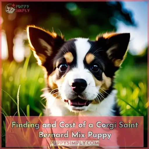 Finding and Cost of a Corgi Saint Bernard Mix Puppy