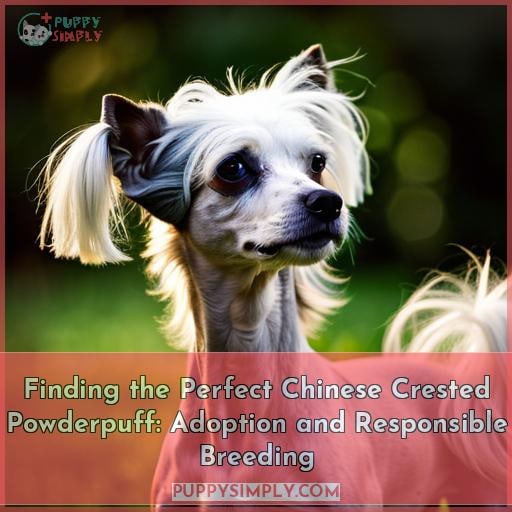 Finding the Perfect Chinese Crested Powderpuff: Adoption and Responsible Breeding