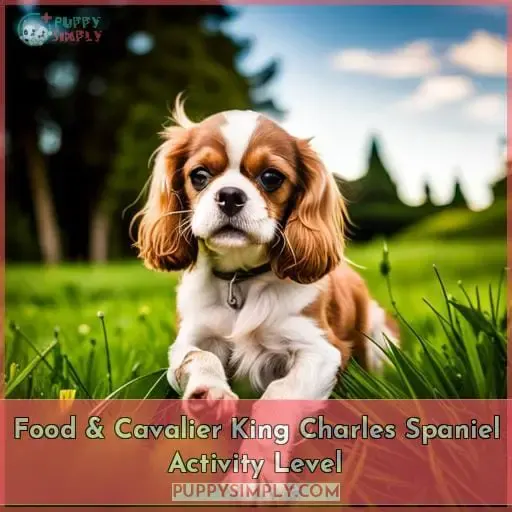 Food & Cavalier King Charles Spaniel Activity Level