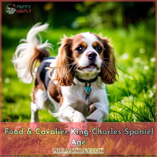 Food & Cavalier King Charles Spaniel Age