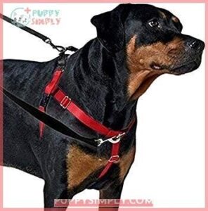 Freedom No-Pull Dog Harness Training B005OPZY7K