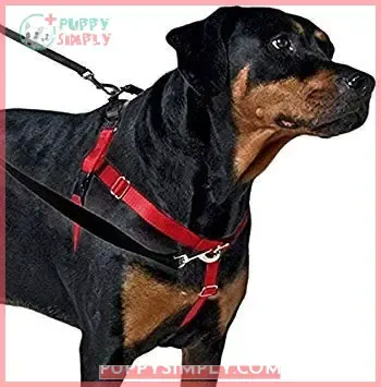 Freedom No-Pull Dog Harness Training