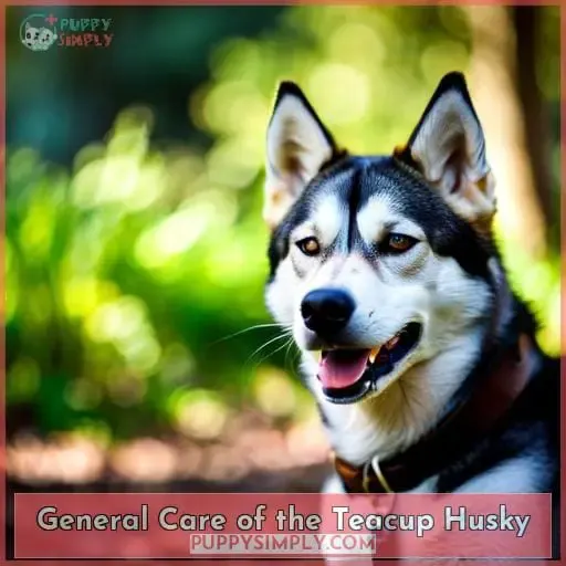 General Care of the Teacup Husky