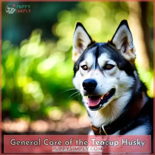 Everything You Need to Know About Teacup Huskies