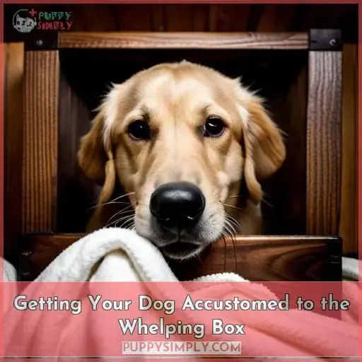 Getting Your Dog Accustomed to the Whelping Box