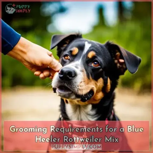 Grooming Requirements for a Blue Heeler Rottweiler Mix