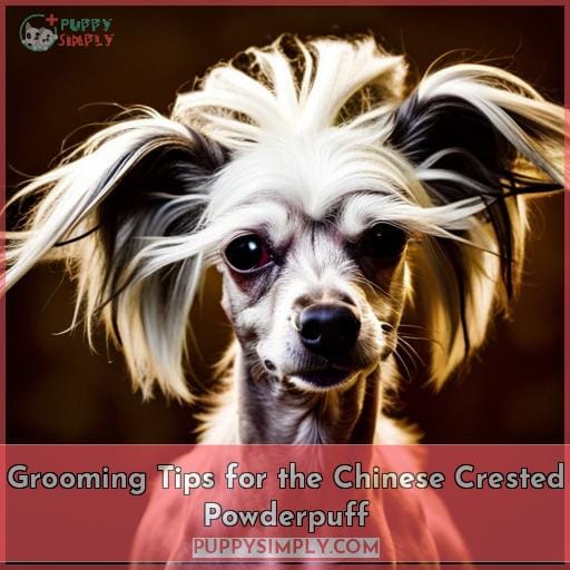 Grooming Tips for the Chinese Crested Powderpuff