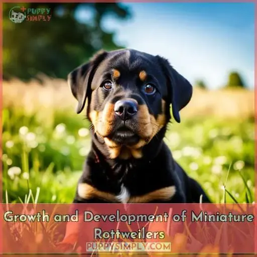 Growth and Development of Miniature Rottweilers