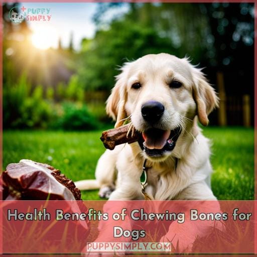 Health Benefits of Chewing Bones for Dogs