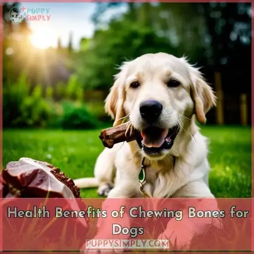 Health Benefits of Chewing Bones for Dogs