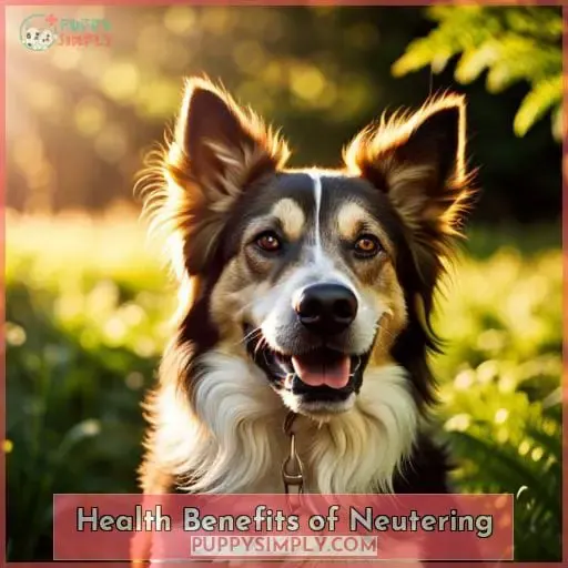 Neutering Your Dog: Benefits, Procedures & Aftercare