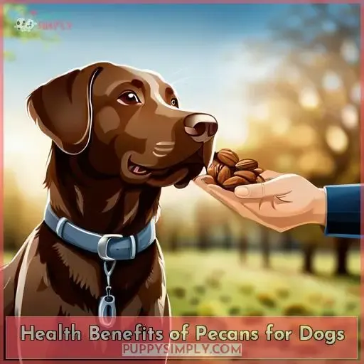 Health Benefits of Pecans for Dogs