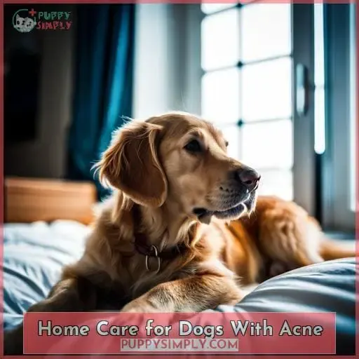 Home Care for Dogs With Acne