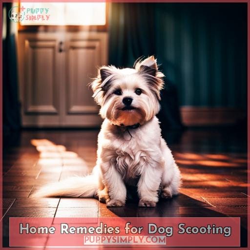 Home Remedies for Dog Scooting