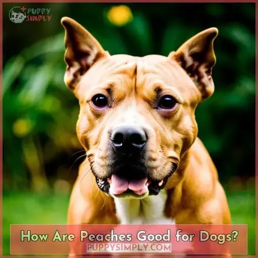 How Are Peaches Good for Dogs