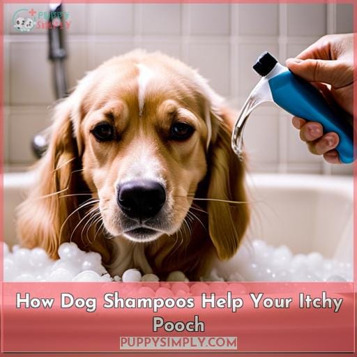 How Dog Shampoos Help Your Itchy Pooch