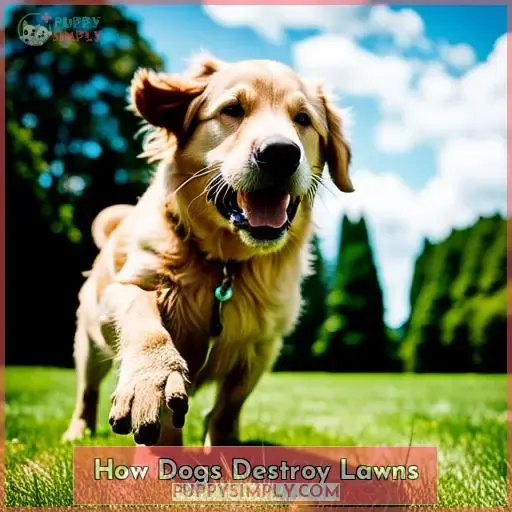 How Dogs Destroy Lawns
