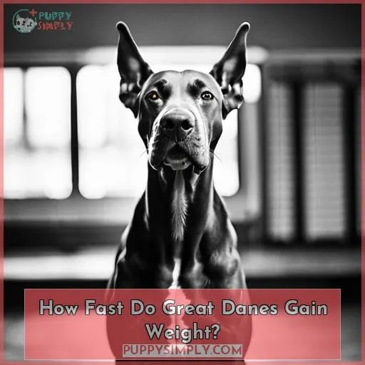 How Fast Do Great Danes Gain Weight