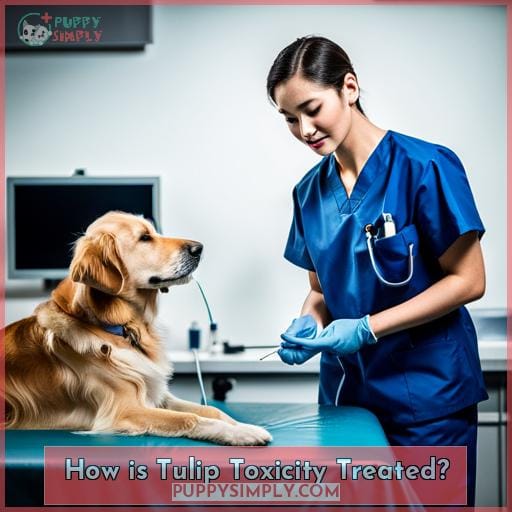 How is Tulip Toxicity Treated