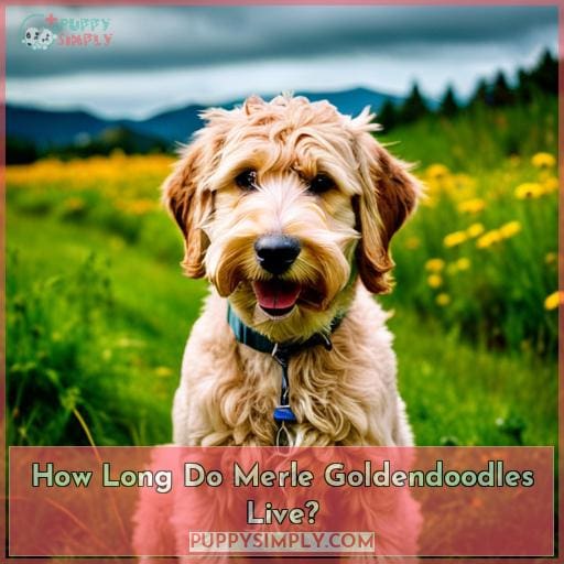 How Long Do Merle Goldendoodles Live