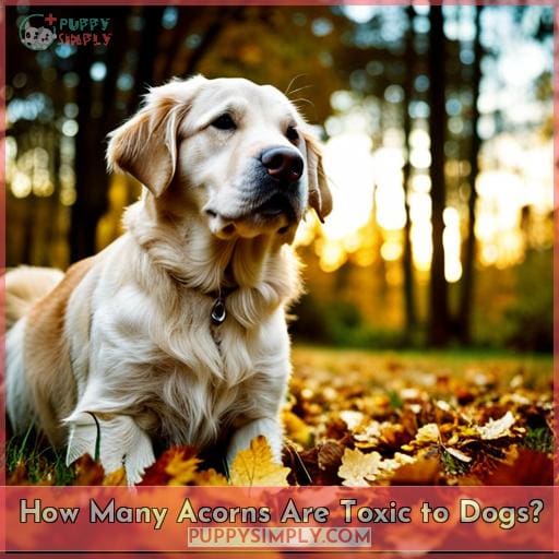 How Many Acorns Are Toxic to Dogs