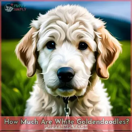 How Much Are White Goldendoodles