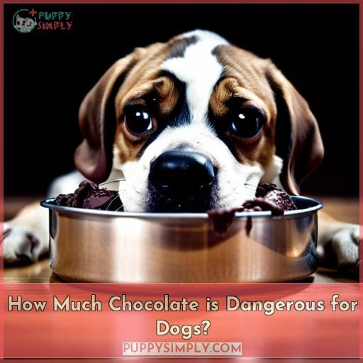 How Much Chocolate is Dangerous for Dogs