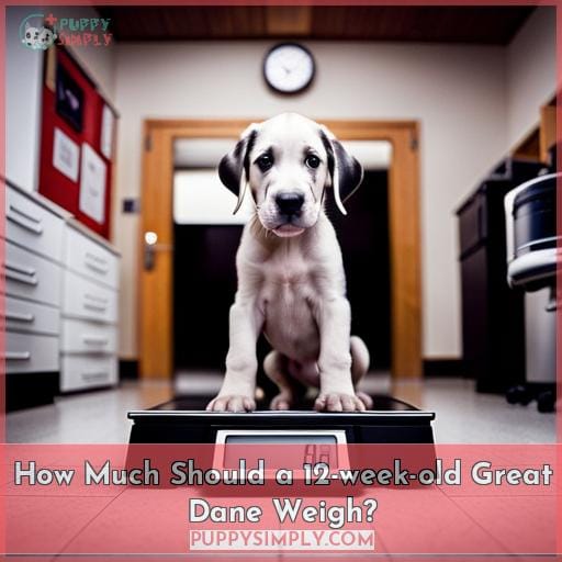 How Much Should a 12-week-old Great Dane Weigh