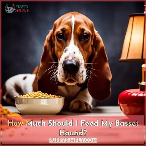 How Much Should I Feed My Basset Hound
