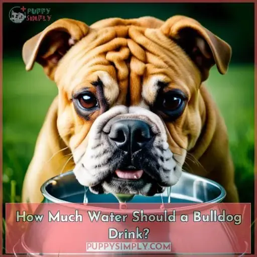 How Much Water Should a Bulldog Drink