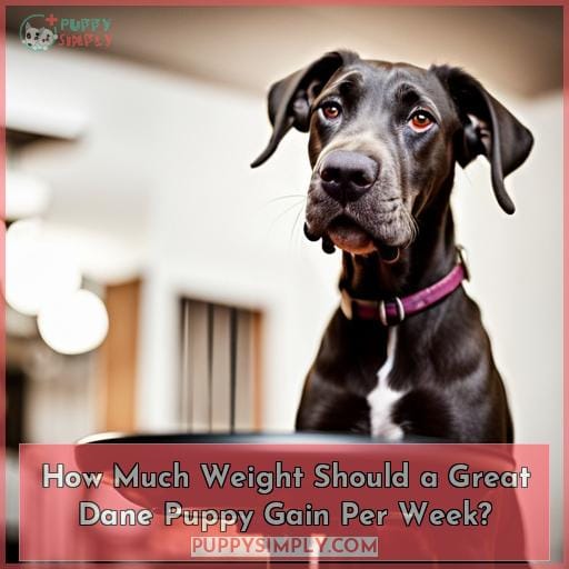 How Much Weight Should a Great Dane Puppy Gain Per Week
