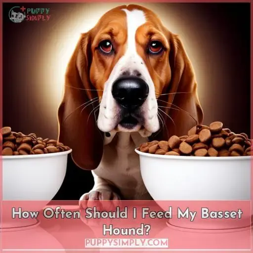 How Often Should I Feed My Basset Hound