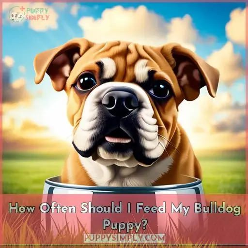 How Often Should I Feed My Bulldog Puppy