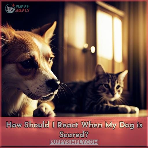 How Should I React When My Dog is Scared