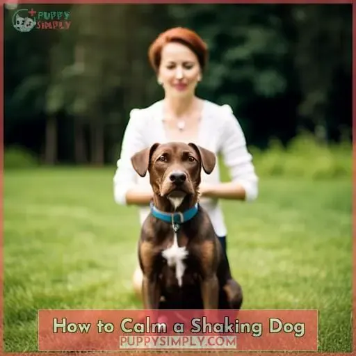 How to Calm a Shaking Dog