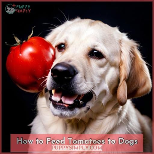 How to Feed Tomatoes to Dogs