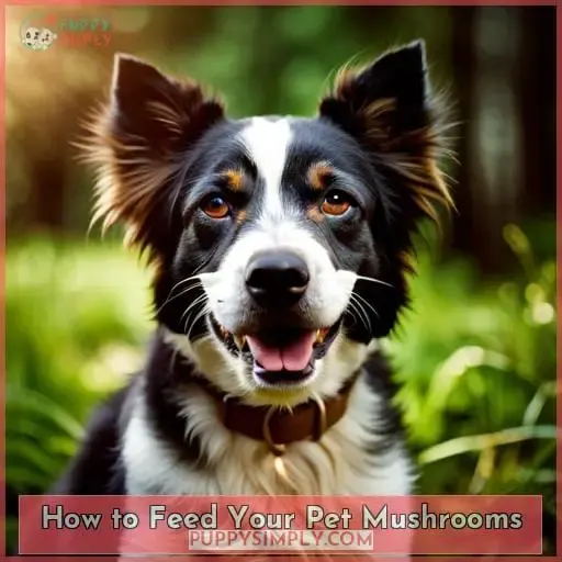 How to Feed Your Pet Mushrooms