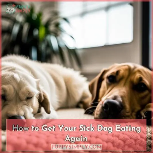 how to get dog to eat when sick