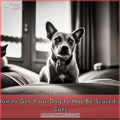 How to Get Your Dog to Not Be Scared of Cats