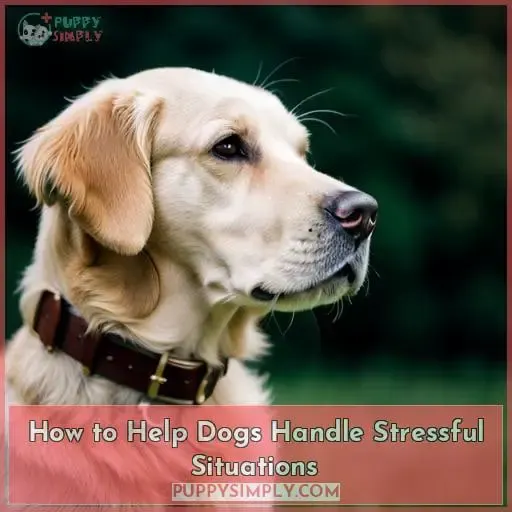How to Help Dogs Handle Stressful Situations