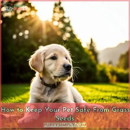 How to Keep Your Pet Safe From Grass Seeds